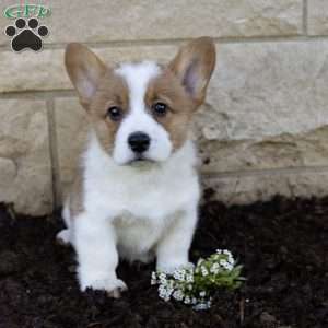 Ambrose, Pembroke Welsh Corgi Puppy